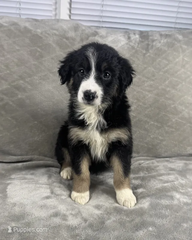 Girl 4 – Australian Shepherd puppy for sale in Salisbury, NC