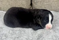 Boy One, a male Australian Shepherd for sale in Salisbury, NC – 3 of 3