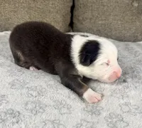 Boy Two, a male Australian Shepherd for sale in Salisbury, NC – 2 of 3