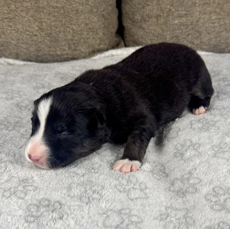 Boy One – Australian Shepherd puppy for sale in Salisbury, NC