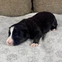 Boy One, a male Australian Shepherd for sale in Salisbury, NC – 1 of 3