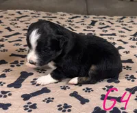 Girl 4, a female Australian Shepherd for sale in Salisbury, NC – Photo 1 of 2