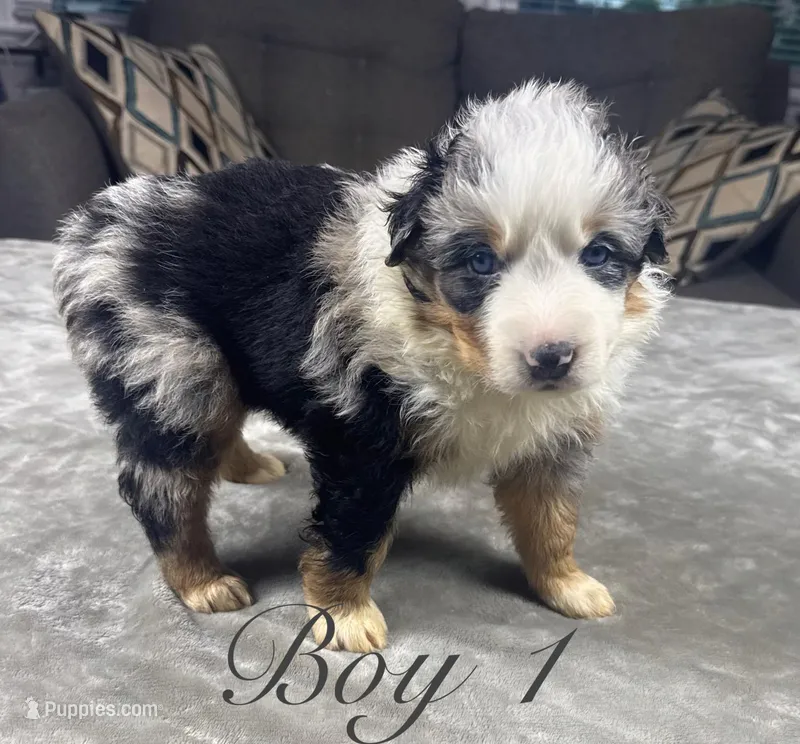 Boy 1 – Australian Shepherd puppy for sale in Salisbury, NC