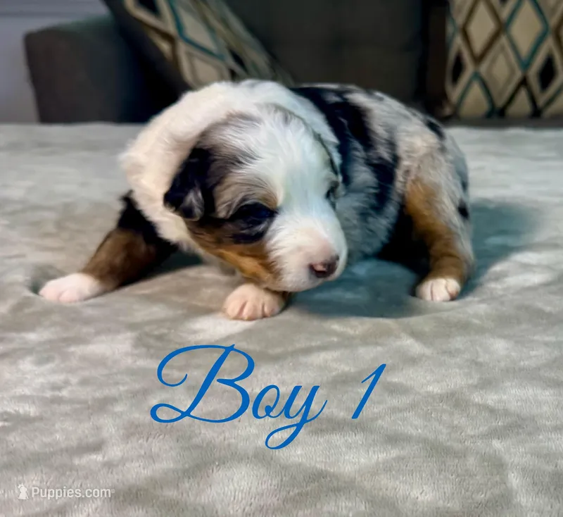 Boy 1 – Australian Shepherd puppy for sale in Salisbury, NC