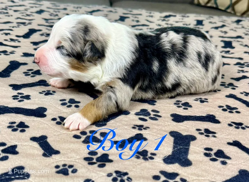 Boy 1 – Australian Shepherd puppy for sale in Salisbury, NC