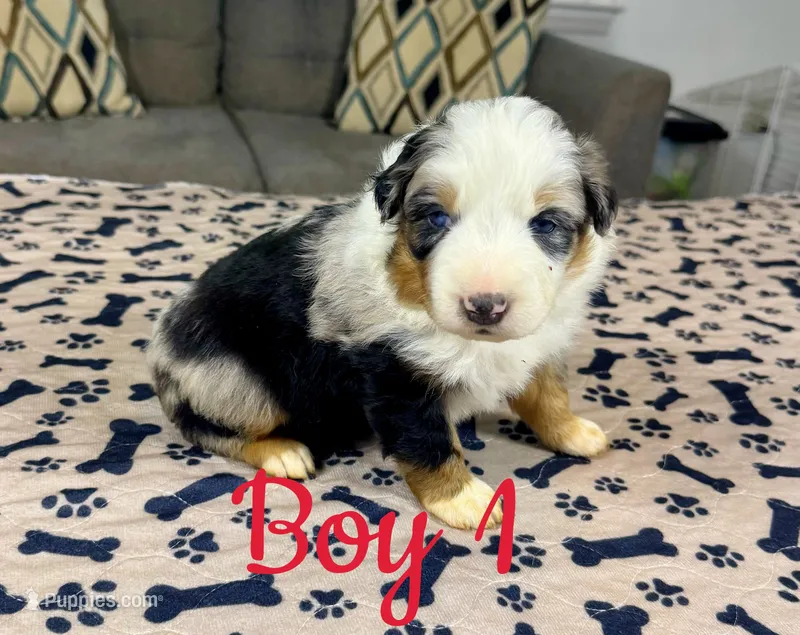Boy 1 – Australian Shepherd puppy for sale in Salisbury, NC