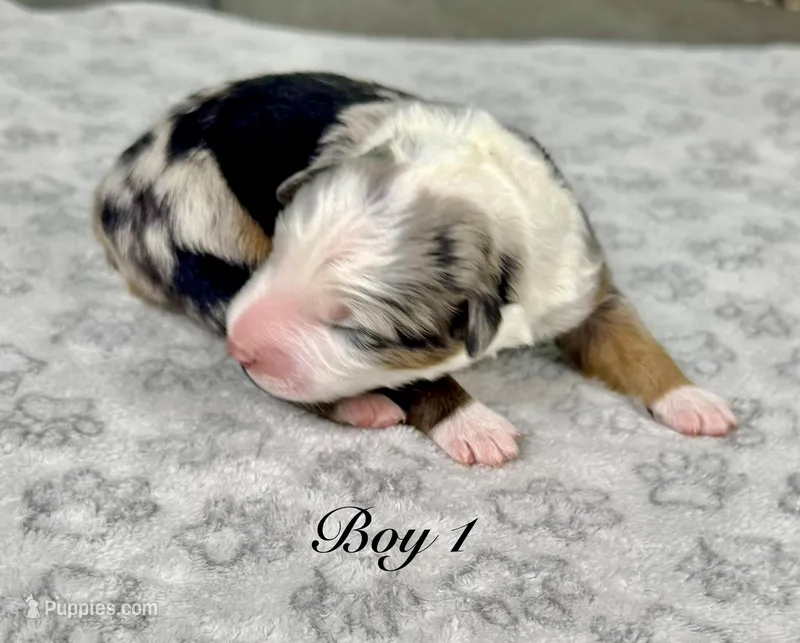 Boy 1 – Australian Shepherd puppy for sale in Salisbury, NC