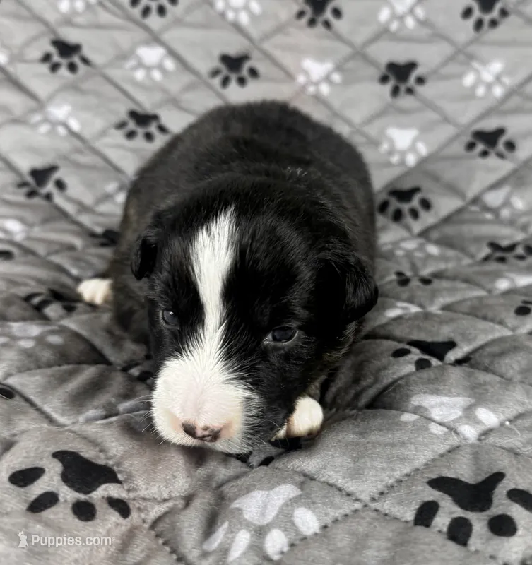 Boy One – Australian Shepherd puppy for sale in Salisbury, NC