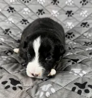 Boy One, a male Australian Shepherd for sale in Salisbury, NC – 4 of 9