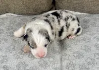 Boy 4, a male Australian Shepherd for sale in Salisbury, NC – 3 of 3