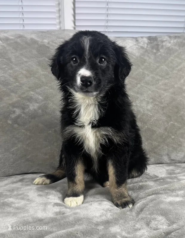 Girl 6 – Australian Shepherd puppy for sale in Salisbury, NC