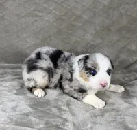Boy Four, a male Australian Shepherd for sale in Salisbury, NC – 2 of 9