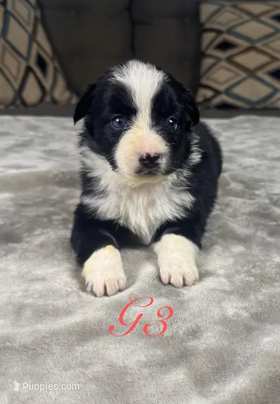 Girl 3 – Australian Shepherd puppy for sale in Salisbury, NC