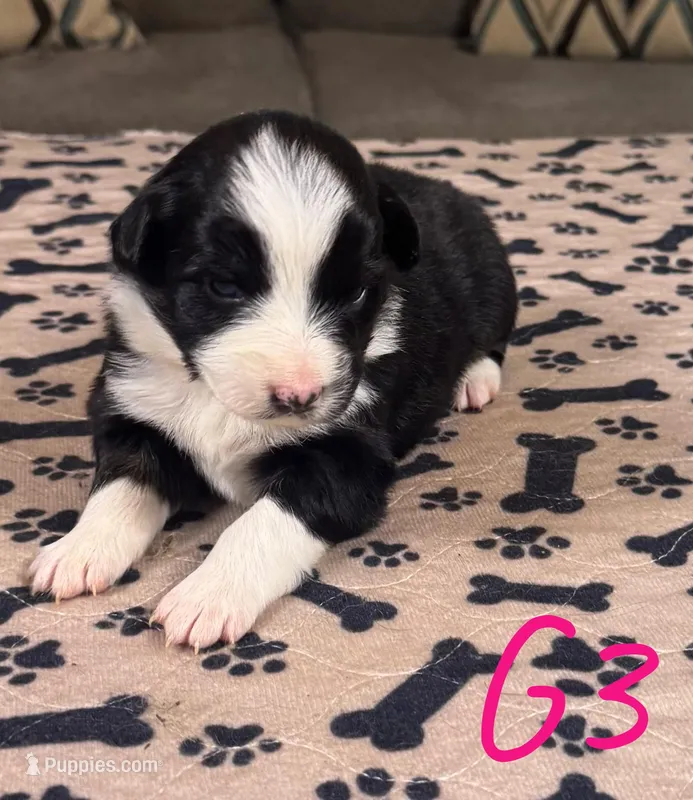 Girl 3 – Australian Shepherd puppy for sale in Salisbury, NC