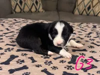 Girl 3, a female Australian Shepherd for sale in Salisbury, NC – Photo 2 of 3