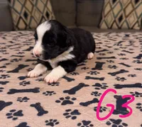 Girl 3, a female Australian Shepherd for sale in Salisbury, NC – Photo 3 of 3