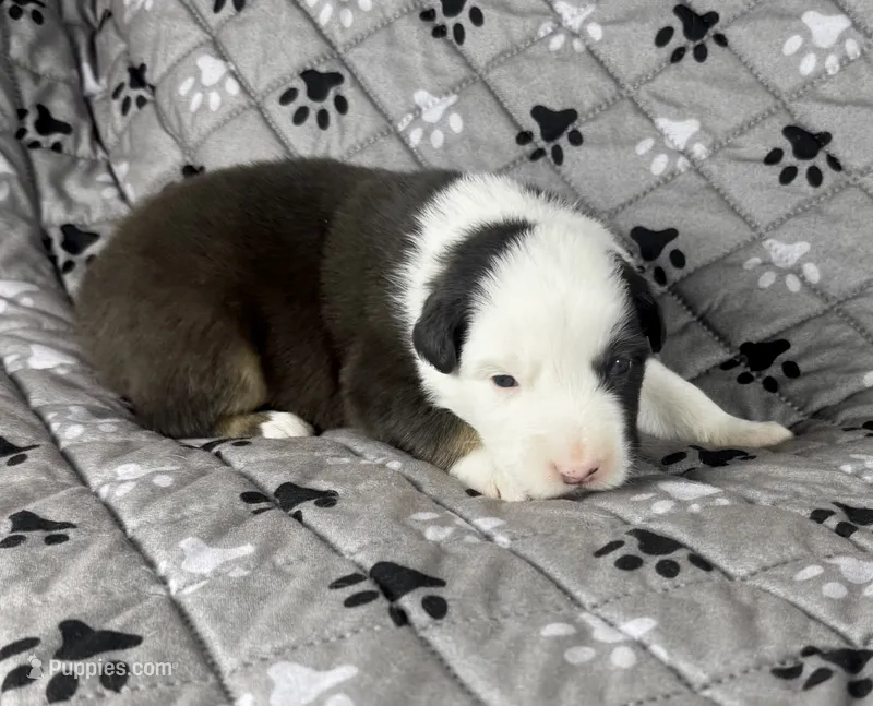 Boy Two – Australian Shepherd puppy for sale in Salisbury, NC