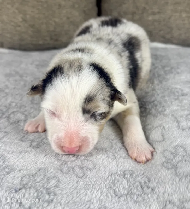 Girl Two – Australian Shepherd, Miniature Australian Shepherd puppy for sale in Salisbury, NC