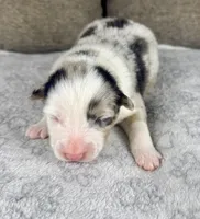 Girl Two, a female Australian Shepherd and Miniature Australian Shepherd for sale in Salisbury, NC – 1 of 3