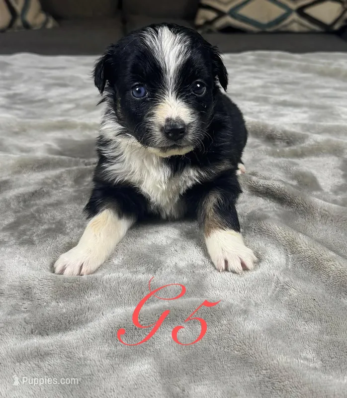 Girl 5 – Australian Shepherd puppy for sale in Salisbury, NC