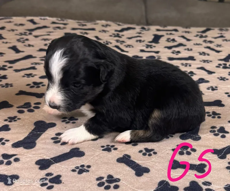 Girl 5 – Australian Shepherd puppy for sale in Salisbury, NC