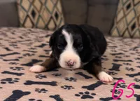 Girl 5, a female Australian Shepherd for sale in Salisbury, NC – Photo 2 of 2