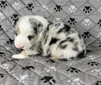 Boy Four, a male Australian Shepherd for sale in Salisbury, NC – 5 of 9