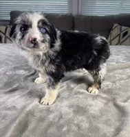 Boy 3, a male Australian Shepherd for sale in Salisbury, NC – 3 of 3