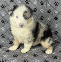 Girl Two, a female Australian Shepherd and Miniature Australian Shepherd for sale in Salisbury, NC – 4 of 10