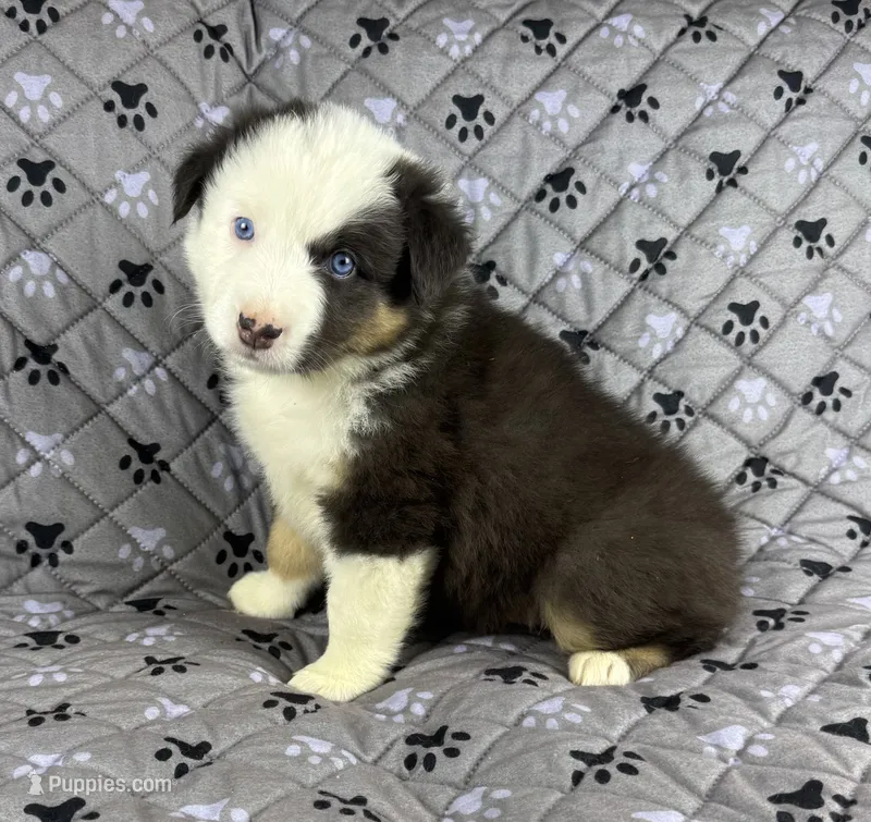 Boy Two – Australian Shepherd puppy for sale in Salisbury, NC