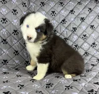 Boy Two, a male Australian Shepherd for sale in Salisbury, NC – 6 of 10