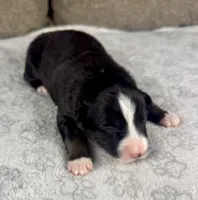 Boy One, a male Australian Shepherd for sale in Salisbury, NC – 2 of 3