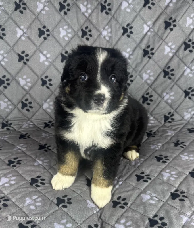 Boy Three – Australian Shepherd puppy for sale in Salisbury, NC