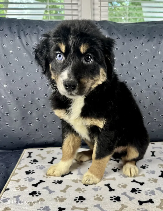 Boy 4 – Australian Shepherd puppy for sale in Salisbury, NC