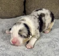 Girl Two, a female Australian Shepherd and Miniature Australian Shepherd for sale in Salisbury, NC – 2 of 3