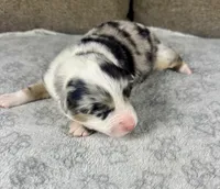Girl One, a female Australian Shepherd for sale in Salisbury, NC – 3 of 3