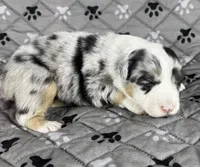 Girl One, a female Australian Shepherd for sale in Salisbury, NC – 3 of 6