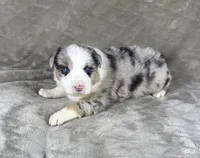 Boy Four, a male Australian Shepherd for sale in Salisbury, NC – 1 of 9