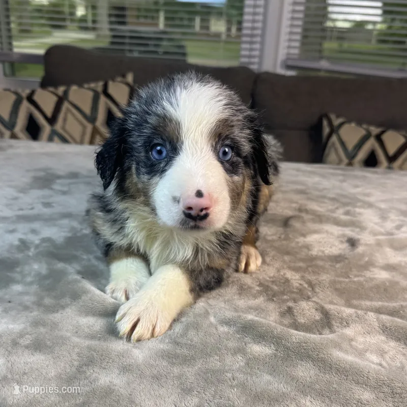 Boy 2 – Australian Shepherd puppy for sale in Salisbury, NC
