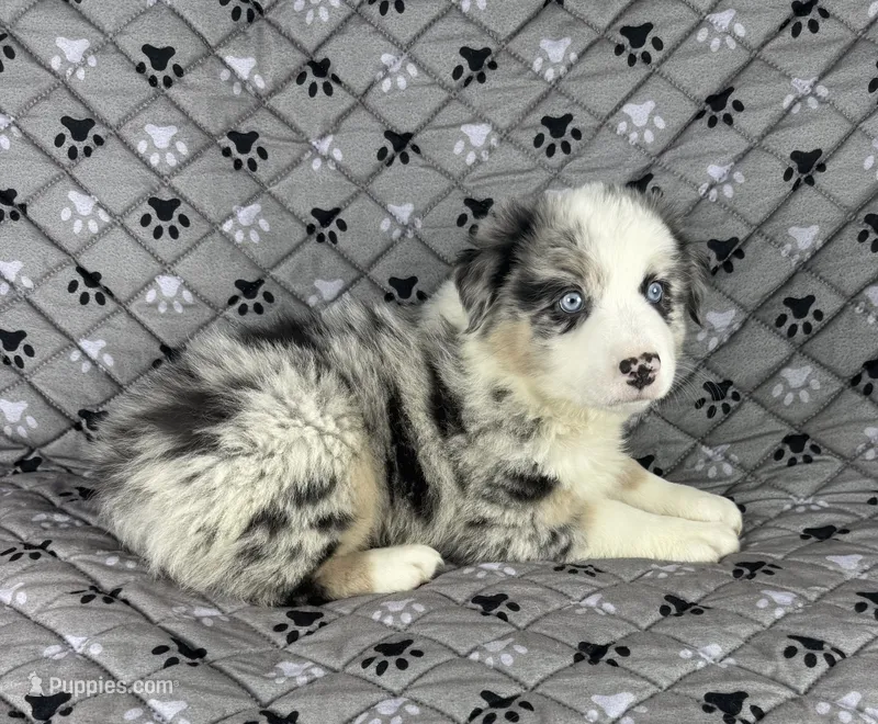 Boy Four – Australian Shepherd puppy for sale in Salisbury, NC