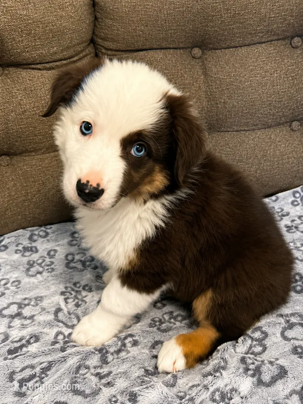Boy Two – Australian Shepherd puppy for sale in Salisbury, NC