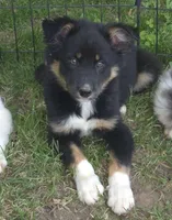 Remi, a male Border Collie for sale in Telford, PA – 2 of 4