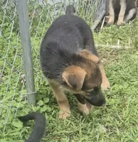 Star , a female German Shepherd Dog for sale in Telford, PA – 2 of 5