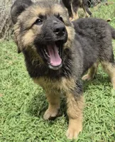 Oscar , a female German Shepherd Dog for sale in Telford, PA – 6 of 6