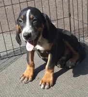 Eddie, a male Boxer and Bloodhound for sale in Telford, PA – Photo 1 of 3