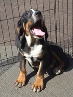 Eddie, a male Boxer and Bloodhound for sale in Telford, PA – Photo 3 of 3