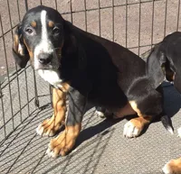 Eddie, a male Boxer and Bloodhound for sale in Telford, PA – Photo 2 of 3