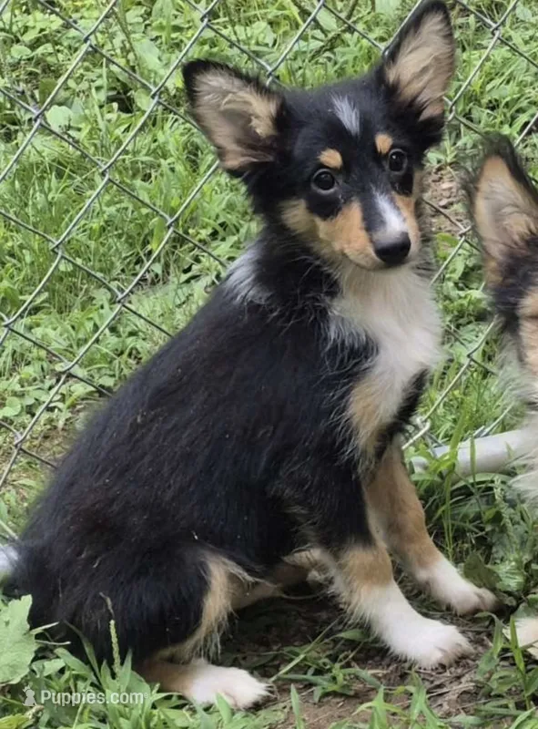 Buster  – Shetland Sheepdog puppy for sale in Telford, PA