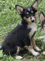 Buster , a male Shetland Sheepdog for sale in Telford, PA – 1 of 3