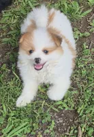 Roco , a female Pomeranian for sale in Telford, PA – 3 of 9